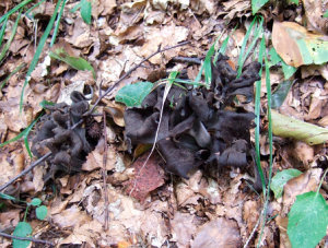 Sur le sentier, près de Grünsee, des trompettes de mort ! – récolte interdite.